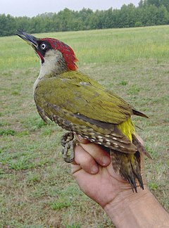 Top 10 najbardziej kolorowych polskich ptaków - 240px-Picus_viridis_1.jpg